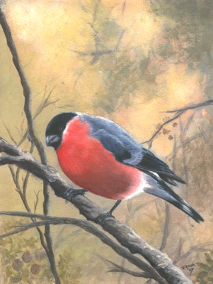 Bullfinch