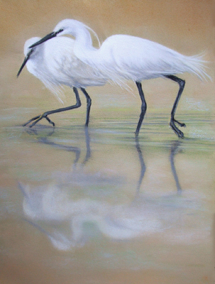 Egrets
