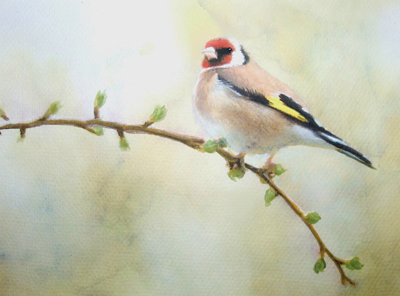 Goldfinch