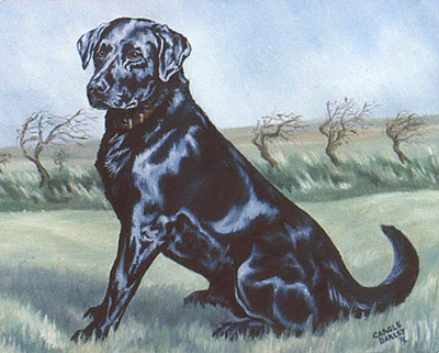 Black Labrador