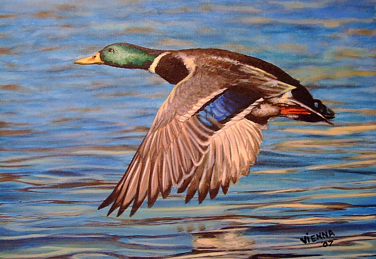 Mallard