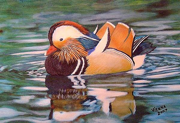 Mandarin Duck