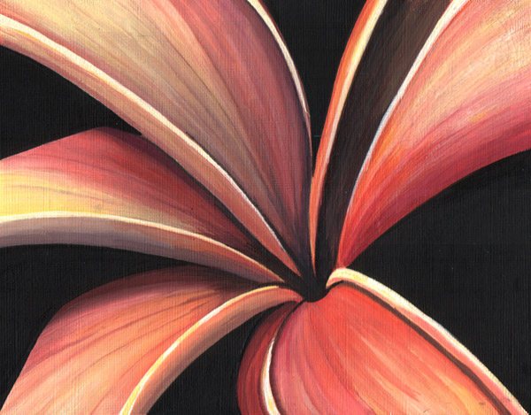 Plumeria