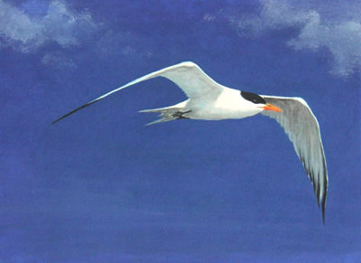 Tern III