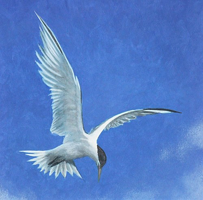 Tern IV