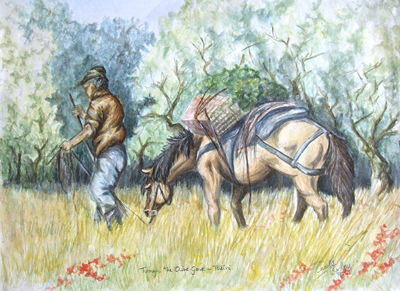 Through the Olive Groves - Tsilivi