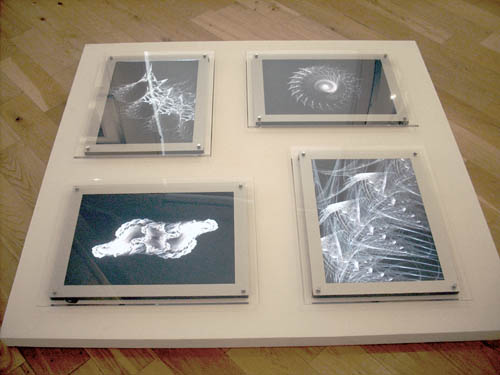 'Museum Specimens' at Artlink